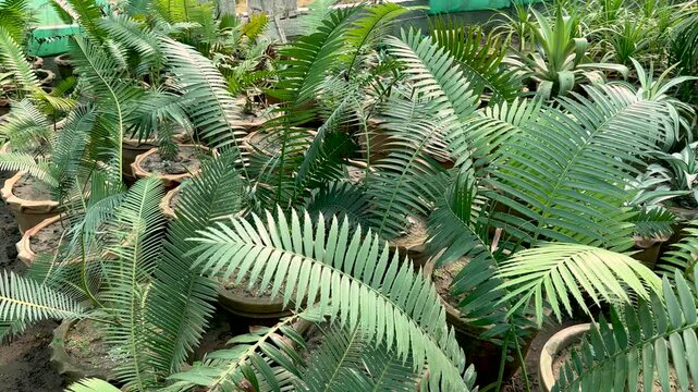 encephalartos palms in plant nursery