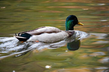 Obraz premium Schnelle Stockente (Anas platyrhynchos) in Bewegung