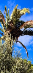 Big palms tree top and blue sky in the park. Nice sunny autumn day in Barcelona, October 2, 2024.