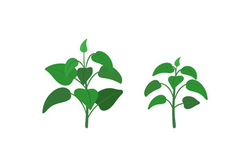 Plants. Vector illustration. Isolated image on a white background.