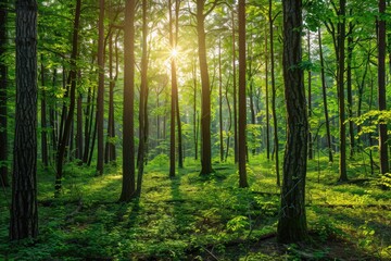Obraz premium Sunlight streams through dense forest. Perfect for illustrating articles about nature, ecology, or environmentalism.