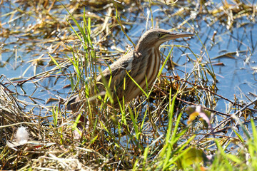 Bittern on the lake. Little bittern (Botaurus minutus)