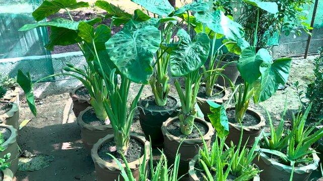 Alocasia or jumbo upright elephant ears plants in large clay pots