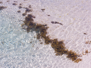 View of marine vegetation beneath water surface at Penington Bay on Kangaroo Island, Australia
