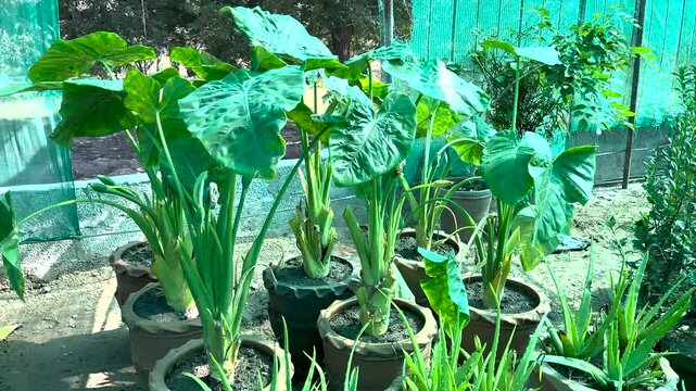 Alocasia calidora aroids lily plants in large clay pots in plant nursery