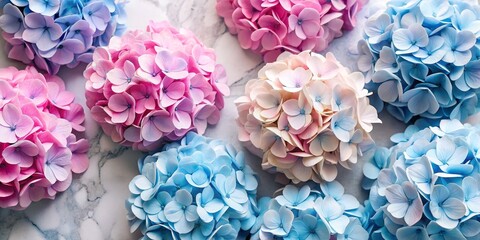 Obraz premium Pastel Hydrangeas on Marble Background, Floral, Flowers