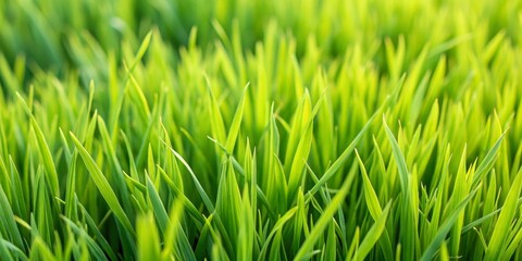 Fototapeta premium Close-up of Vibrant Green Grass Blades in Sunlight, Nature, Spring, Grass Blades, Green Meadow