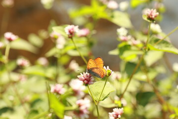 고마리와 주홍부전나비