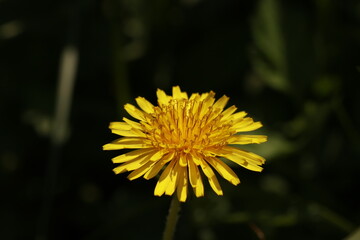 서양민들레 © Bonggyu