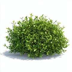 Naklejka premium Green bush in green leaves in garden yard illustration white isolated