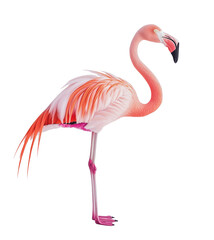 Fototapeta premium Pink flamingo stands gracefully on one leg with vibrant feathers at a wildlife sanctuary during daylight
