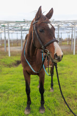 Thoroughbred horse mare on pasture. Farm animal