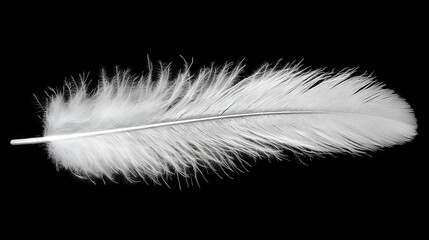 Obraz premium White Feather Photo: Nature's Delicate Beauty