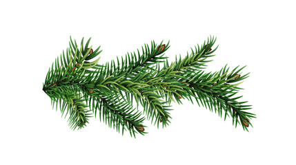 Christmas tree branch realistic PNG. Spruce green branches for greeting New Year and Christmas cards, banners, invitations.