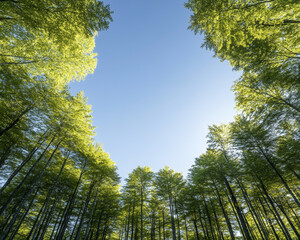 Obraz premium serene view of lush green forest with tall trees reaching towards clear blue sky, creating peaceful atmosphere