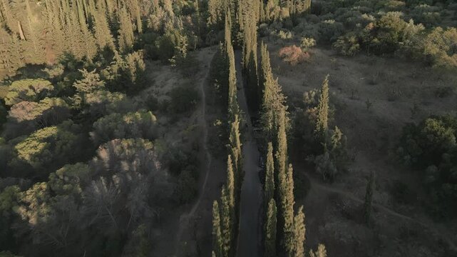 Motorbike in the pine forest on the mountain, aerial footage on sunset 