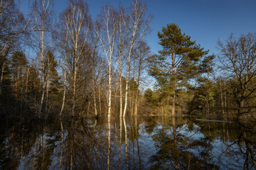 Forest with a body of water in the foreground