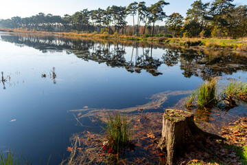 Mirror forest lake with reflection in winter sunny day, Kempen regio in North Brabant, Netherlands