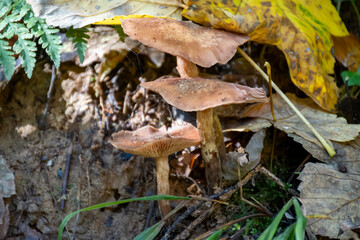 Fototapeta premium Divercity of wild mushrooms of Mullerthal, Luxembourg's Little Switzerland, hiking routes, rock formations, moss-covered forests, tourist destination in Europe