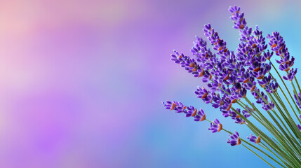Fototapeta premium Lavender flowers in vibrant purple hues create calming atmosphere against soft, blurred background. This digital art piece evokes tranquility and beauty