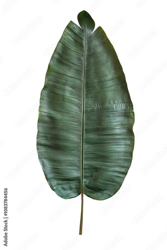 Poster single large banana leaf centered with space around for text