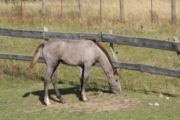 ein junges graues Pferd auf der Pferdekoppel