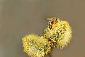 eine Honigbiene auf Weidenkätzchen im Frühling