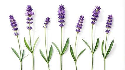 Obraz premium Five Lavender Sprigs in Silhouette on White Surface - Elegant Nature Photography, Aromatic Herb Arrangement, Minimalist Design, Botanical Art for Home Decor and Interior Design Inspiration