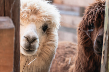 Fototapeta premium very beautiful calm and cute alpacas 