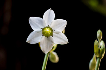 close-up of a lily flower on a sunny summer day