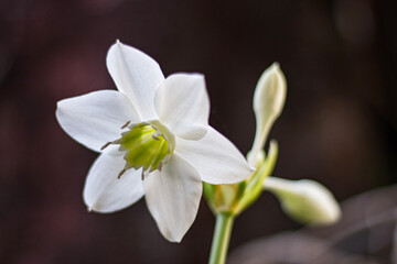 Obraz premium close-up of a lily flower on a sunny summer day