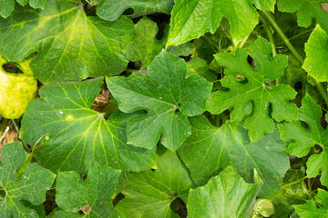 A collection of fresh green leaves with natural textures, shape variations, and subtle gradients of bright colors