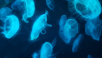 jellyfish in aquarium tank