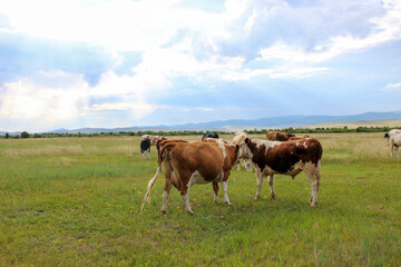 Naklejka premium Herd of cows grazing in summer. Meadow landscape