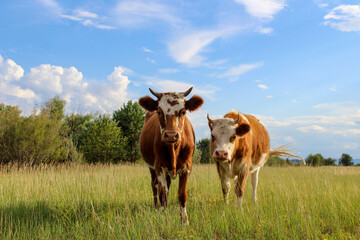 Curious cow looking at camera while grazing on summer meadow	
