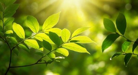 Obraz premium Radiant Green Leaves: Sunlight Streaming Through the Lush Canopy