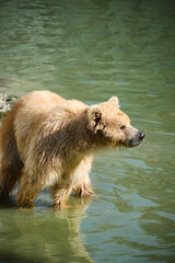 Brown bear takes a bath at shallow water at zoo