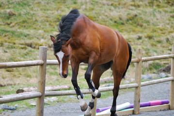 A playful horse running energetically in a sand arena, kicking up dust with powerful strides.