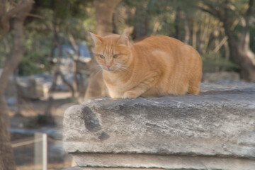 Obraz premium Cat resting on a ancient column in Ancient Agora