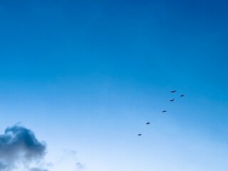 Fototapeta premium birds in the sky. A flock of birds 