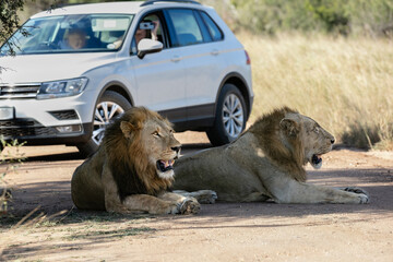 Two lions laying in the shade on a road with a vehicle close in Kruger National park