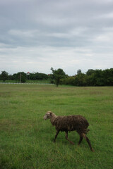 Fototapeta premium sheep dirty fur graze on grass photo