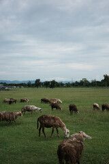 Fototapeta premium sheep dirty fur graze on grass photo