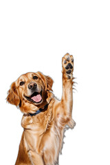 Fototapeta premium 飼い主とハイタッチする犬が見せる嬉しそうな表情と愛らしい仕草が魅力的。PNG,生成AI