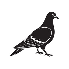 Obraz premium Silhouette of a Pigeon