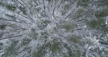 Aerial top view descent fly over winter frozen pine forest