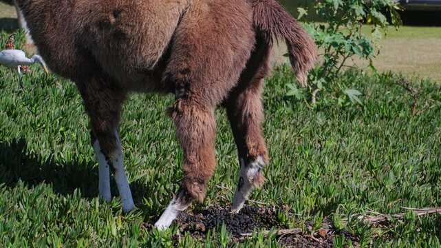 Real time footage of llama defecation process at pasture