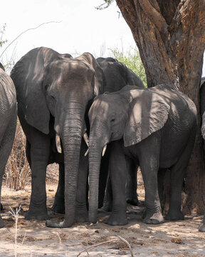 Elefantenmutter steht mit Kalb unter einem Baum im Schatten im Chobe Nationalpark, Botswana, Afrika