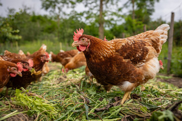 Free range chickens on an organic farm