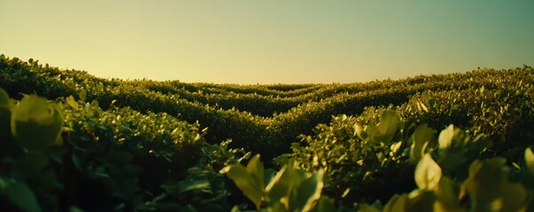 Fototapeta premium Lush green fields undulating under a clear sky, evoking tranquility and natural beauty.
